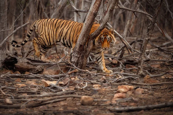 Tijger in natuur habitat — Stockfoto