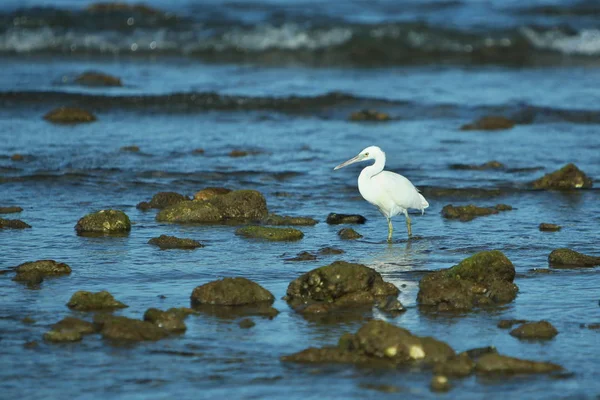 White bird on seashore — Stock Photo, Image