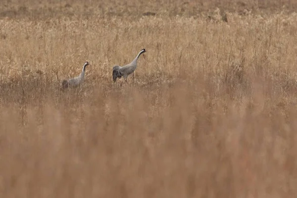 Des Grues Chez Lui Habitat Naturel Faune Européenne Grand Bel — Photo