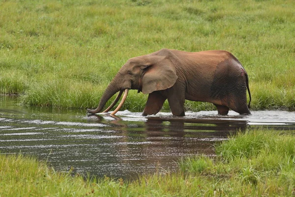 Elefante da floresta africana — Fotografia de Stock