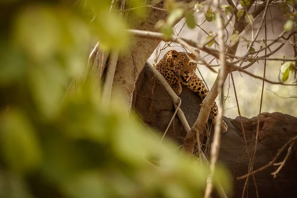 Leopardo Amur Ameaçado Habitat Natural Animais Selvagens Cativeiro — Fotografia de Stock