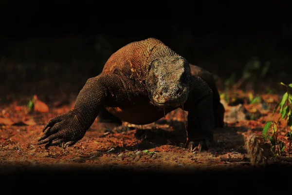 Dragão komodo gigante — Fotografia de Stock