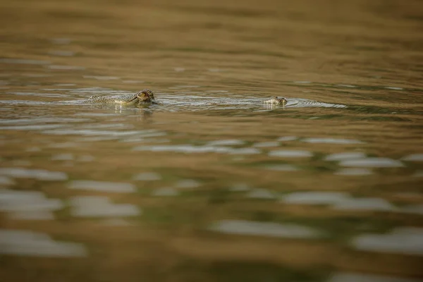 Indian Gavial Natürlichen Habitat Chambal River Sanctuary Gavialis Gangeticus Sehr — Stockfoto