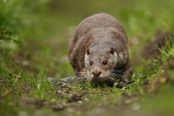 Nutria eurasiática, Lutra — Foto de Stock