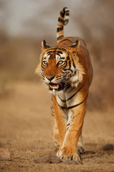 Tiger im natürlichen Lebensraum — Stockfoto