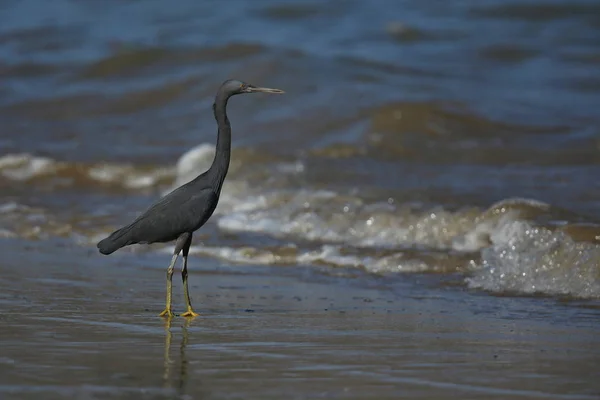 Black bird on seashore — Stock Photo, Image