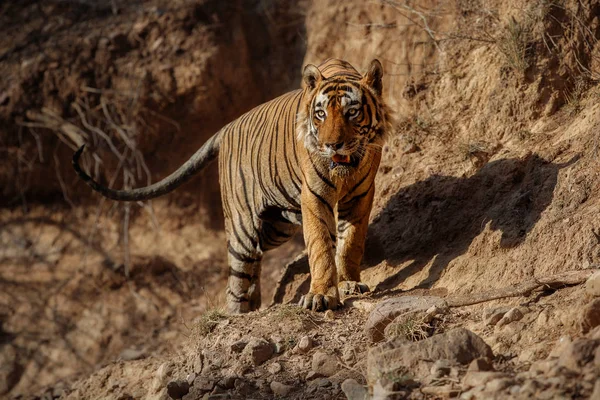 Tiger i naturen livsmiljö — Stockfoto