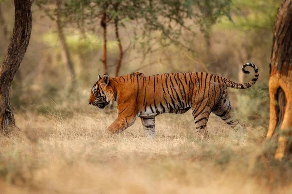 Tygrys w siedlisku natura — Zdjęcie stockowe