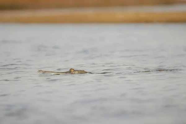 Indian gavial in the nature habitat, chambal river sanctuary, Gavialis gangeticus, very endangered species of indian wildlife, India.