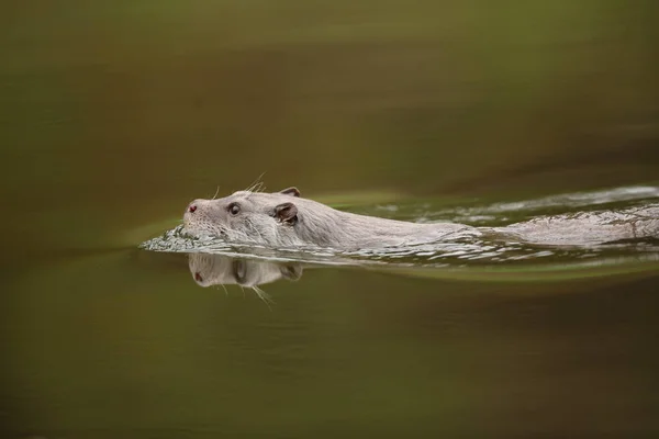 Otter zwemt in moeras — Stockfoto