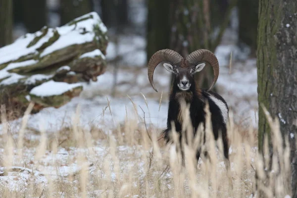 El muflón europeo en el bosque — Foto de Stock