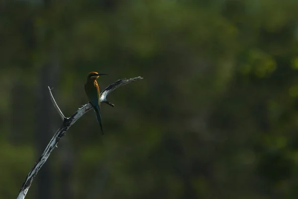 Ağaç dalı oturan kuş — Stok fotoğraf