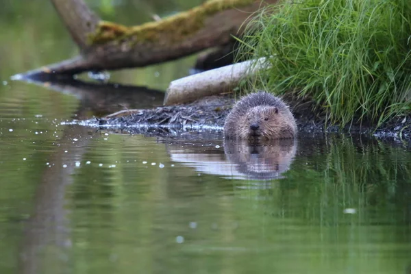 Wildbiber — Stockfoto