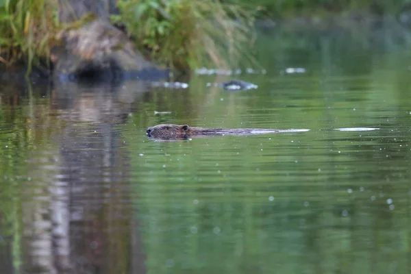 Wild european beaver — Stock Photo, Image