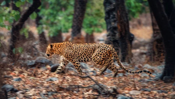 Опасный Леопард Естественной Среде Обитания Дикое Животное Неволе — стоковое фото