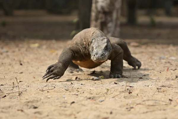 Devasa komodo dragon 