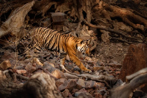 Tiger im natürlichen Lebensraum — Stockfoto