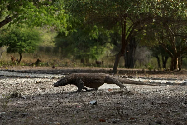 Gigantesque dragon komodo — Photo