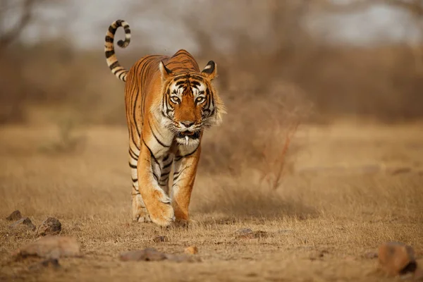 Tijger in natuur habitat — Stockfoto