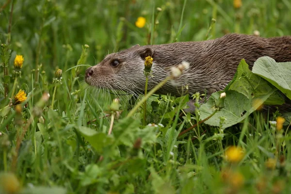 Eurasian otter, Lutra — Stock Photo, Image