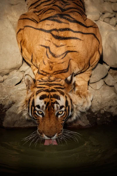 Tiger drinking water — Stock Photo, Image