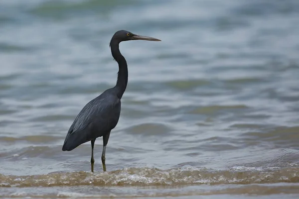 Μαύρο πουλί στην παραλία — Φωτογραφία Αρχείου