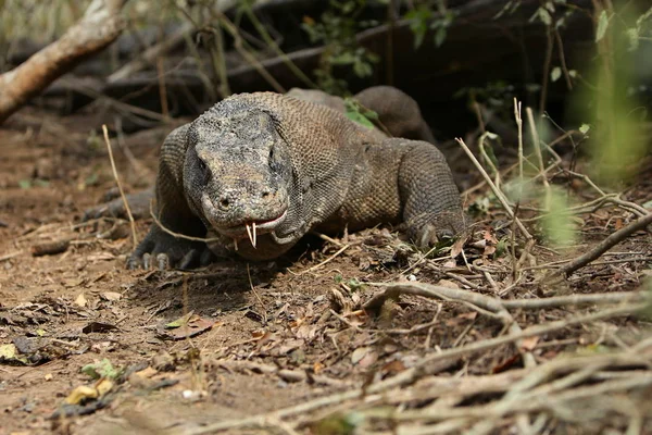 Devasa komodo dragon 