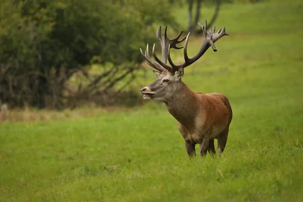 Deer at green field — Stock Photo, Image