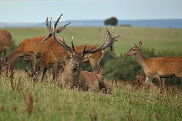 ᐈ Cervatillos imágenes de stock, fotos cervatillo bebe | descargar en