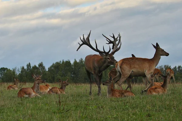 绿色草地上的鹿群 — 图库照片