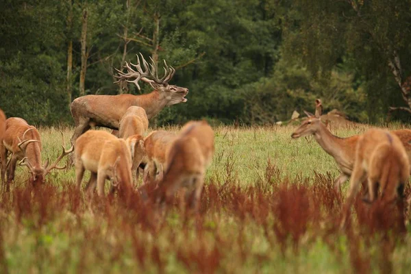 Troupeau de cerfs sur prairie verte — Photo