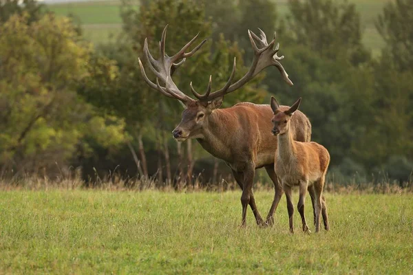 Cerfs adultes et jeunes cerfs au pré — Photo