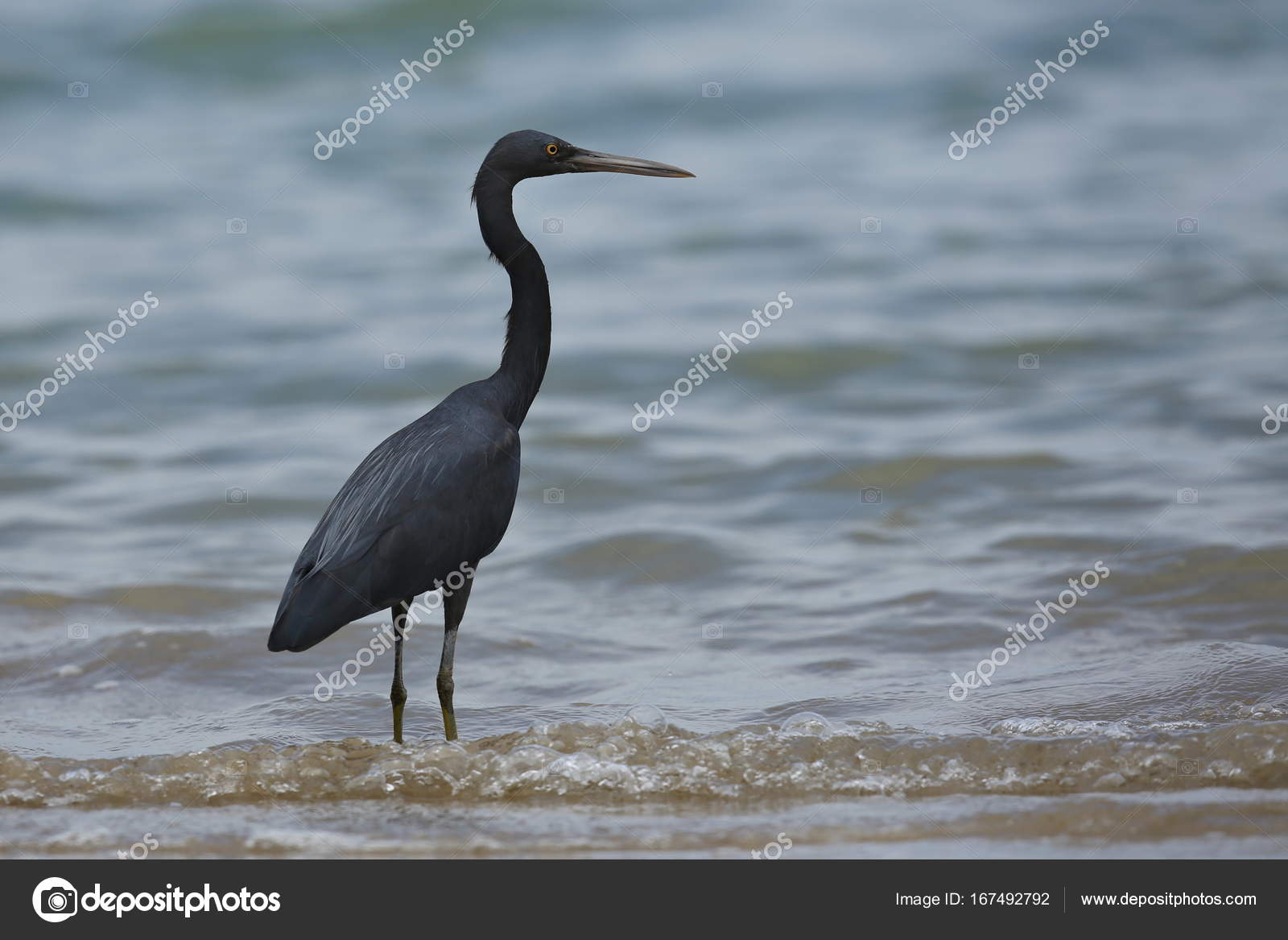 Oiseau Noir Au Bord De Mer Photographie Photocech 167492792