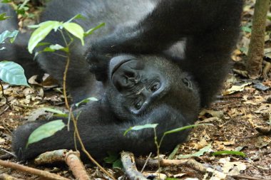 Yeşil otlak, gümüş sırtlı erkek, goril beringei, nadir Afrika hayvan nesli tehlike altında olan Doğu goril. 
