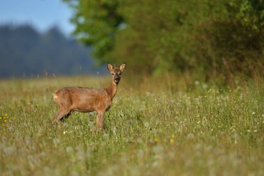 Güneş ışığı yeşil alanı, açık kahverengi