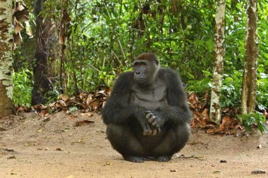 Yeşil otlak, gümüş sırtlı erkek, goril beringei, nadir Afrika hayvan nesli tehlike altında olan Doğu goril. 
