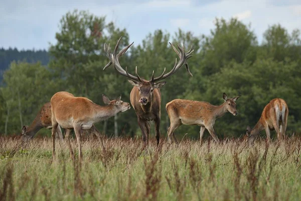 Troupeau de cerfs sur prairie verte — Photo