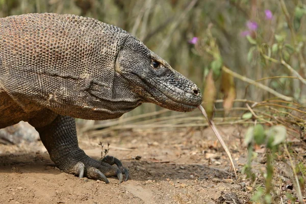 Monitor lizard in nature habitat