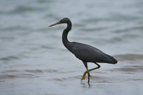 Pássaro preto na costa — Fotografia de Stock