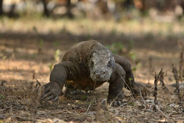 Mabitang in natuur habitat — Stockfoto