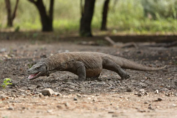 Monitorar lagarto no habitat da natureza — Fotografia de Stock