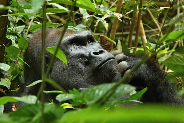 Endangered eastern gorilla on the green grassland, silverback male, Gorilla beringei, rare african animal. 
