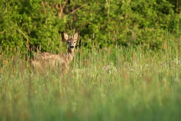 Fawn no campo verde à luz do sol — Fotografia de Stock