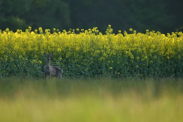 Jelonek w pole z żółte kwiaty — Zdjęcie stockowe