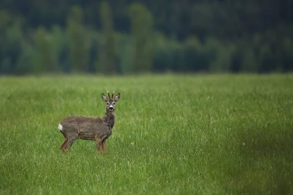 Fawn no campo verde — Fotografia de Stock