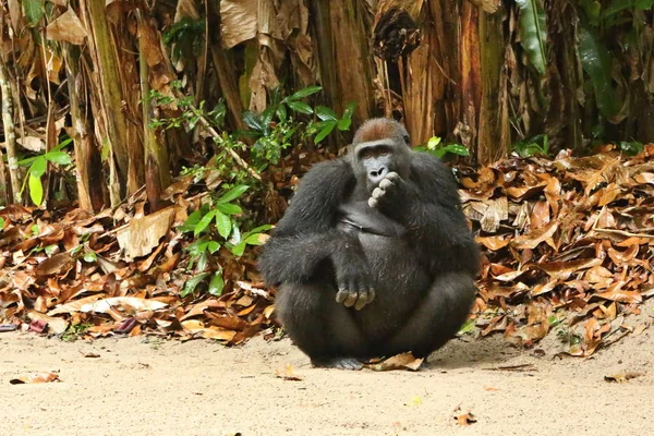 Gorila Oriental Peligro Extinción Prado Verde Dorso Plateado Macho Gorila — Foto de Stock