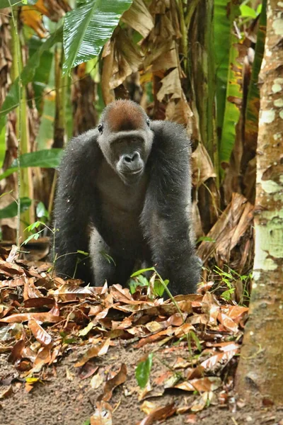 Zöld Füves Felület Silverback Hím Gorilla Beringei Ritka Afrikai Állat — Stock Fotó