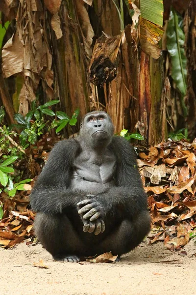 Bedreigde Oostelijke Gorilla Groene Grasland Zilverrug Mannelijke Gorilla Beringei Zeldzaam — Stockfoto