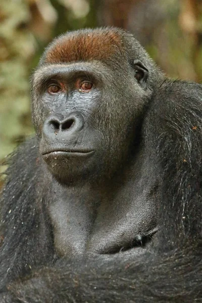 Yeşil Otlak Gümüş Sırtlı Erkek Goril Beringei Nadir Afrika Hayvan — Stok fotoğraf