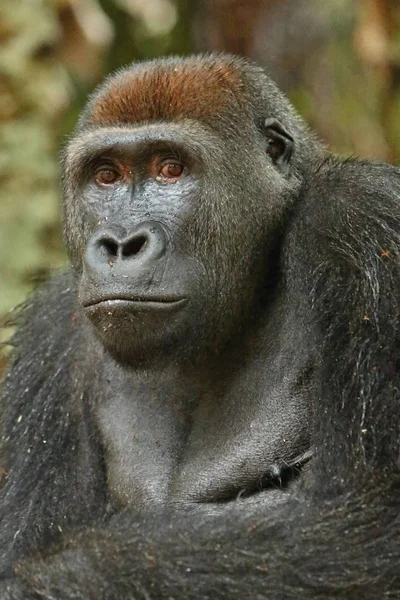 Gefährdeter Östlicher Gorilla Auf Dem Grünen Grasland Silberrücken Männchen Gorilla — Stockfoto